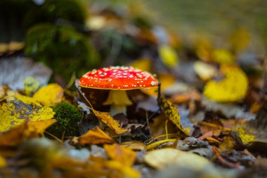 Ormanda kırmızı sineksi mantar, sonbahar doğal arka plan.