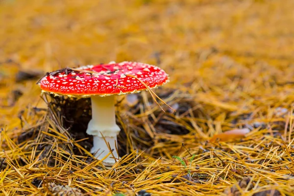 Primo Piano Fungo Flyagaric Rosso Nella Foresta Autunno Sfondo Naturale — Foto Stock