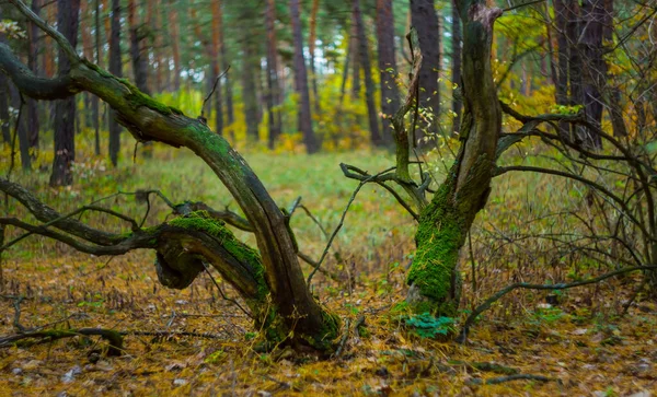 Calm Pale Autumn Forest Glade Scene — Stock Photo, Image