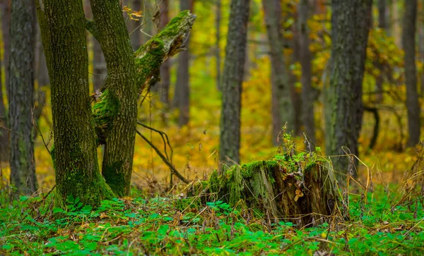 淡淡的秋天森林林立的景象 — 图库照片