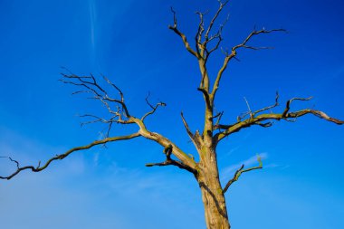 Mavi gökyüzü arkaplanındaki kuru ağacı kapat
