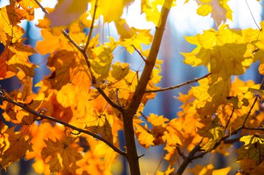 Ormanda kırmızı kuru akçaağaç dalı, güzel sonbahar arkaplanı.