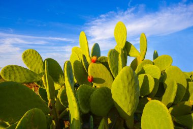 Mavi gökyüzünün altında yakın plan kaktüs çalılığı