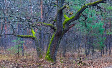 Ormanda yapayalnız bir meşe ağacı, güzel bir sonbahar arka planı