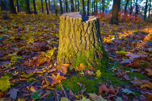 Closeup Tree Stump Forest Glade Red Dry Leaves — Stock Photo, Image
