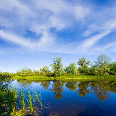 Küçük sakin bir nehir. Yaz günü sahilde orman var.