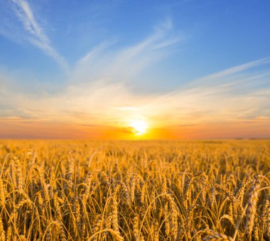 Yaz altın buğday alan gün batımında