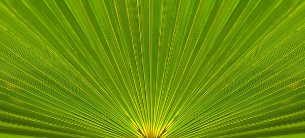 Zbliżenie Zielony Liść Palmy Piękne Naturalne Tropikalne Tło — Zdjęcie stockowe