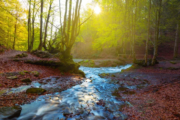 Pequeño Río Fluye Entre Bosque Montaña Luz Del Sol Brillante —  Fotos de Stock