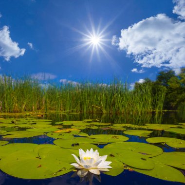 Yazın güneşli bir günde gölde beyaz nilüferler