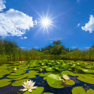 Yazın güneşli bir günde gölde beyaz nilüferler