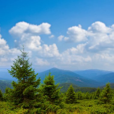 Kümülüs bulutlarının altında çam ağacı ormanı olan yeşil dağ vadisi