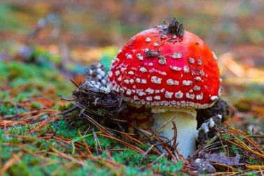 Orman açıklığında yakın plan kırmızı sineklik mantarı