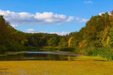 Sonbahar ormanında küçük sakin bir göl