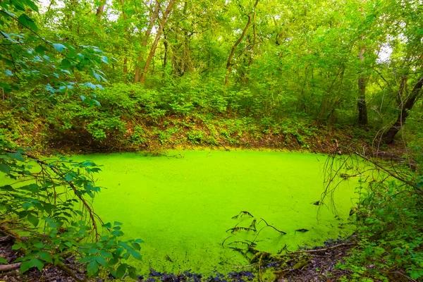 Yeşil Ormandaki Küçük Göl Yazlık Doğa Manzarası — Stok fotoğraf
