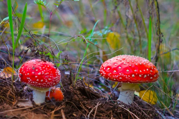 Pair Red Flyagaric Mushroom Forest Beautiful Seasonal Natural Background — Stock Photo, Image