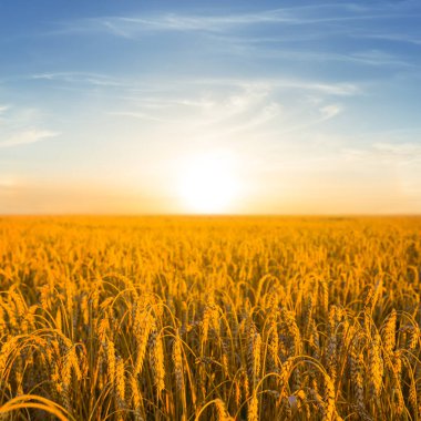 Gün batımında altın buğday tarlasına yakın, güzel yaz tarım sahnesi