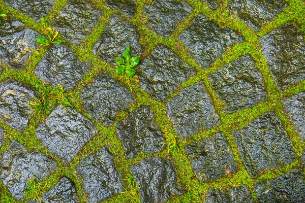 特写湿透了的石路 草丛穿过 砖砌的旧背景 — 图库照片