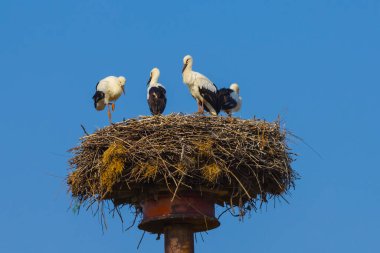 Leylek yuvasını yaz günü kapatıyoruz.