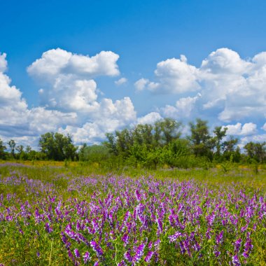 Bulutlu gökyüzünün altında çiçekli yeşil çayır, güzel yaz manzarası