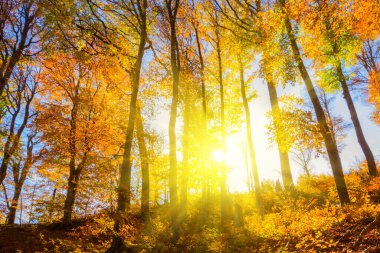 Sonbahar kayın ormanları parlak güneş ışığında kırmızı kuru yapraklarla kaplıdır.