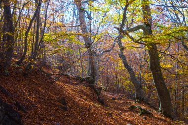 autumn beech forest  covered by red dry leaves