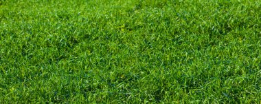 Kırsal alanda yeşil çimenler, doğal tarım geçmişi