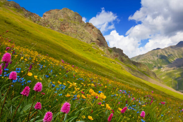 green mount slope covered by flowers under blue cloudy sky