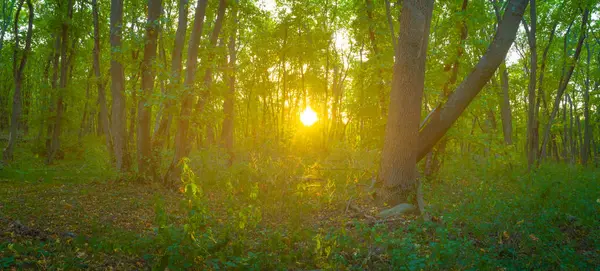 Akşamüstü Güneşi Altında Yeşil Orman Açıklarında — Stok fotoğraf