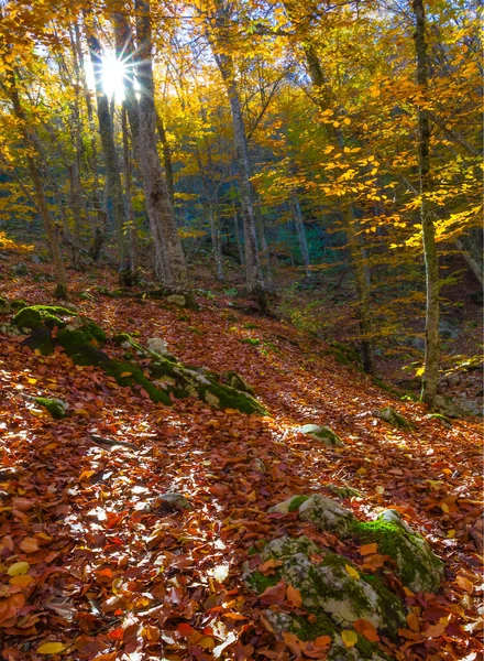 Sonbahar kayın ormanları parlak güneş ışığında kırmızı kuru yapraklarla kaplıdır.