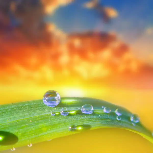 Крупным Планом Зеленый Лист Каплей Воды Драматическом Фоне Заката — стоковое фото