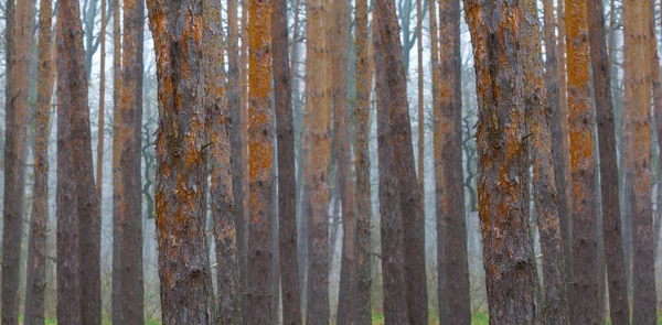 Sis içindeki çam ağacı ormanına yakın.