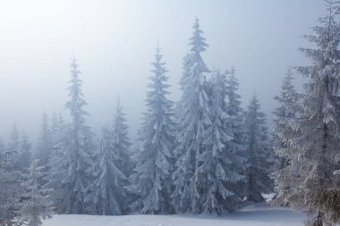 Kış karla kaplı köknar ağacı ormanı Parlak güneşin altında