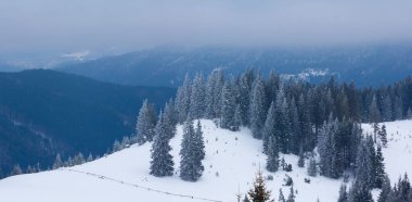Karlı dağ vadisindeki köknar ağacı ormanı