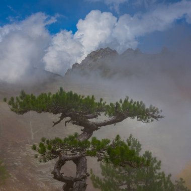 Yoğun sis ve bulutların arasında köknar ağacı olan dağ vadisi.