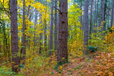 Sonbahar köknar ağacı yamaçta büyür.