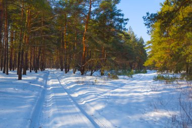 Aydınlık kış gününde karlı çam ağacı ormanları