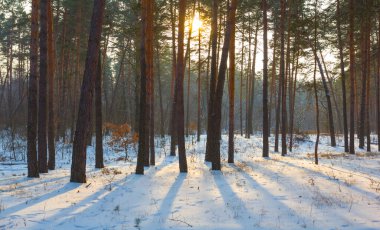 Aydınlık güneşli kış gününde karlı çam ağacı ormanları