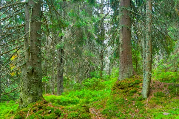 Abeto Verde Bosque Crecimiento Pendiente Monte — Foto de Stock