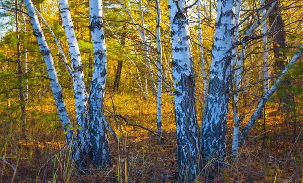 Outono Vermelho Bétula Árvore Floresta Paisagem — Fotografia de Stock