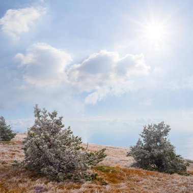 Pırıl pırıl güneş ışığı altında, yamaçtaki köknar ağacı ormanında