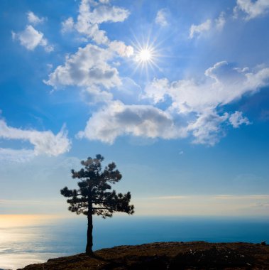 Güneşli bir günde dağın tepesinde tek başına köknar ağacı silueti