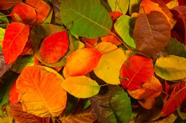 Kapat kırmızı kuru yapraklı arkaplan