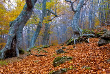 Kızıl sonbahar kayın ormanları yoğun siste