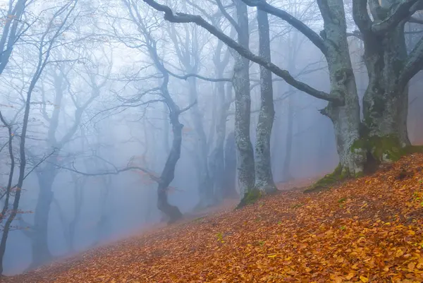Red Autumn Beech Forest Dense Mist Royalty Free Stock Images