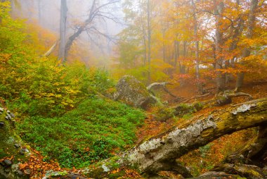 Kırmızı kurak sonbahar ormanı mavi sisli, sakin açık hava mevsimlik manzaralı