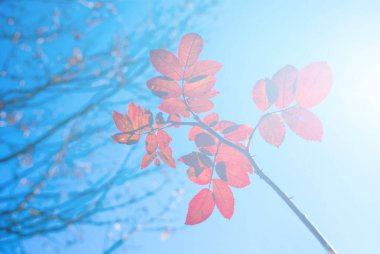 Işıl ışıl güneş ışığı altında yakın kırmızı kuru çalılık.