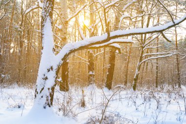 Kış ormanı ışıl ışıl güneş ışığı altında karla kaplıdır.
