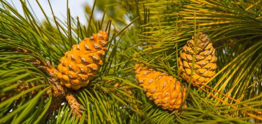 Kozalaklı çam ağacı dalları, kış doğal arka plan.