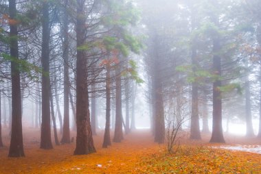 Parlak nemli sonbahar ormanı sisli